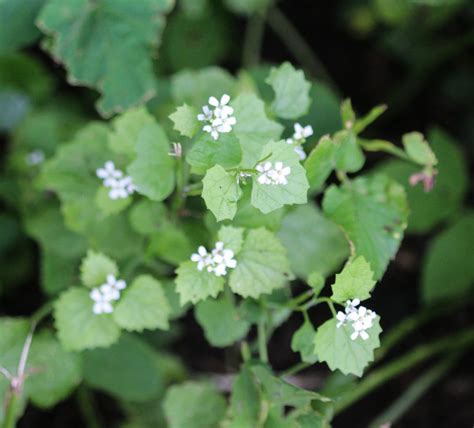 5 Invasive Plant Species And What To Do With Them Cottage Life