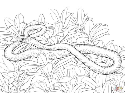 Some tips for printing these coloring pages: Black Racer Snake coloring page | Free Printable Coloring ...
