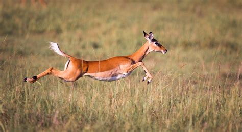 African Antelope Species Animal Sake