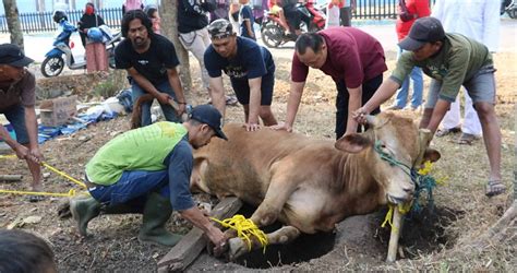 Menyembelih qurban hanya dibolehkan khusus pada rentang batas hari penyembelihan, yaitu 3 hari, menurut pendapat kami (hanafiyah). Jelaskan Kapan Waktu Penyembelihan Hewan Akikah : 5 Syarat ...