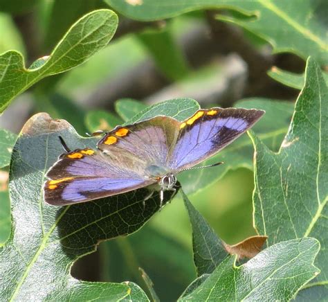 Bug Eric Colorados State Insect Colorado Hairstreak Butterfly