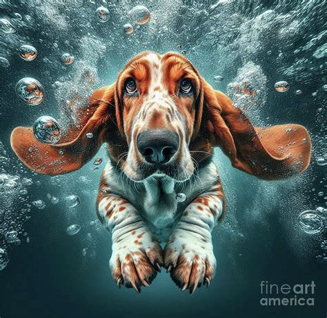 Underwater Basset Hound Digital Art By Holly Picano Fine Art America