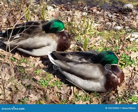 Two Sleeping Colorful Ducks Wildlife In The City Stock Photo Image