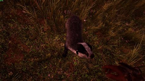 Far Cry Primal Badger Pet Petting 60fps 1080p Medium Quality Youtube
