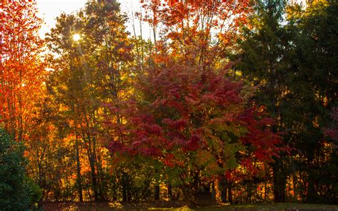 Осенние деревья — Обои осень скачать бесплатно 4k (3840x2400)