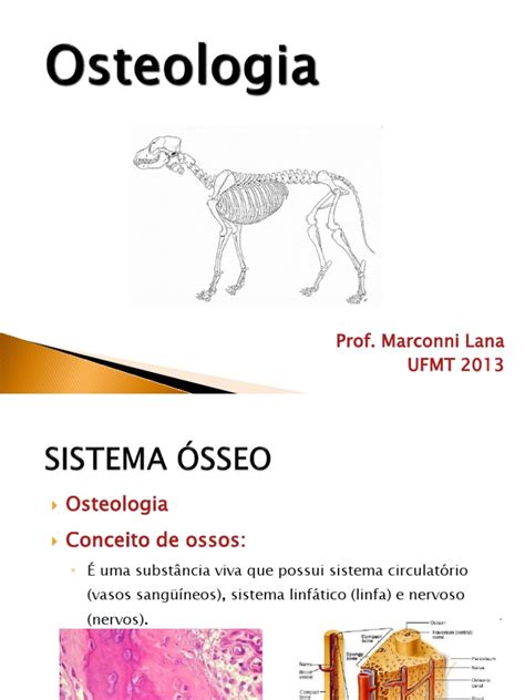 1 Osteologia Esqueleto Osso
