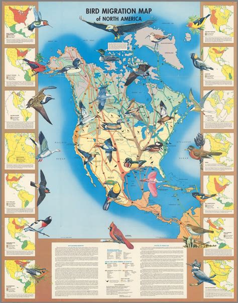 Bird Migration Map Of North America David Rumsey Historical Map