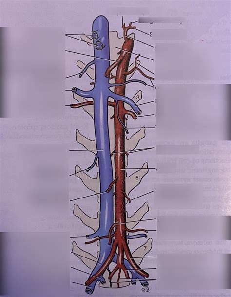 Labeling Branches Of Abdominal Aorta And Caudal Vena Cava Diagram Quizlet