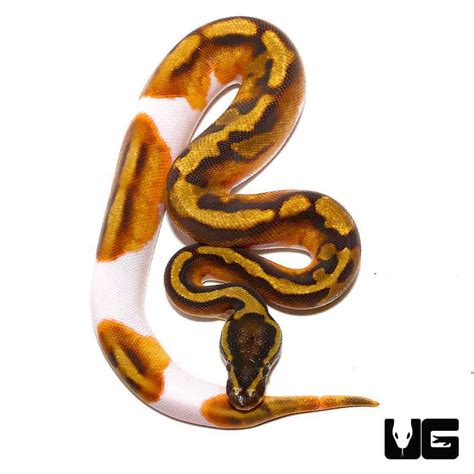 Baby Enchi Pied Ball Pythons Python Regius For Sale Underground