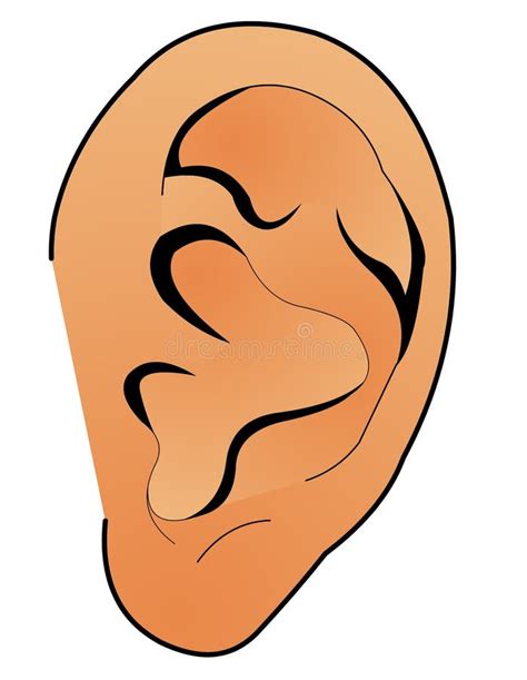 Human Ear Stock Vector Illustration Of Design Mouth 14143484