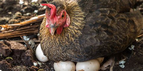 5 tips for dealing with broody hens
