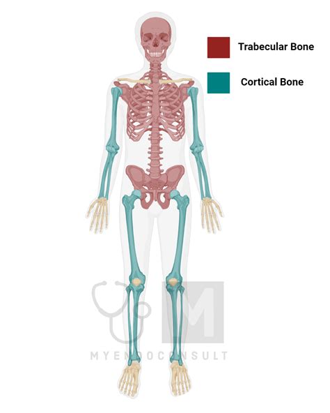 Cortical Versus Trabecular Bone My Endo Consult