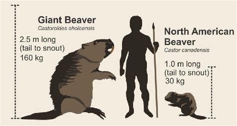 Were Ancient Beavers Much Larger Than What We See Today Quora