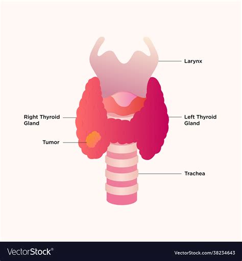 Thyroid Gland Labelled Diagram Stock Image And Royalty Free Vector My