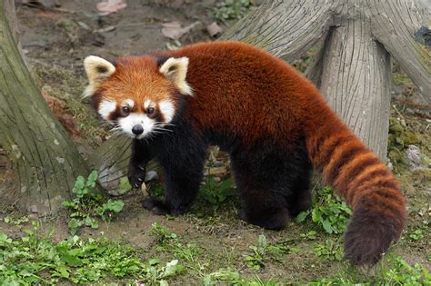 Shape Moth Red Panda Forest Qal