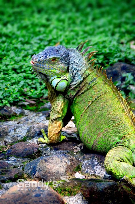 green iguana green iguana iguana reptiles and amphibians