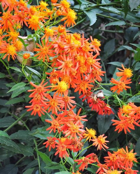 Plant Identificationsolved Help Id These Orange Pretties