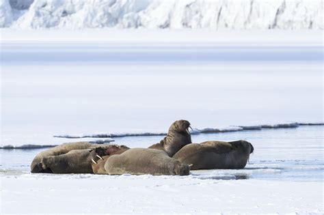 Walrus Walrus Arctic Animals