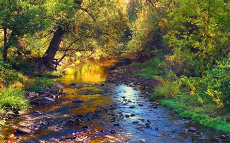 Hd Wallpaper Forest Creek Stones Autumn River Leaves Tree Landscape