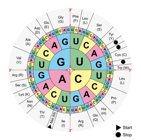 5 6 Genetic Code Human Biology Excerpts For BBIO 053