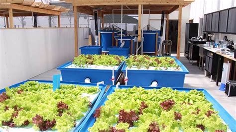 Aquaponics How To Build Your Own Homemade Aquaponics System Youtube