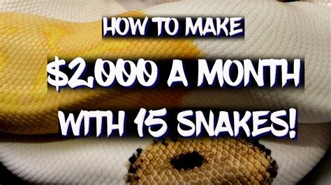 How To Make 2000 A Month With 15 Snakes Youtube
