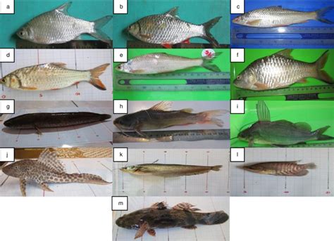 Gambar Jenis Jenis Ikan Yang Tertangkap Nama Ilmiah Lokal Di Hilir
