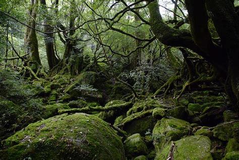Defining Wilderness—japanese Environment And Society Portal