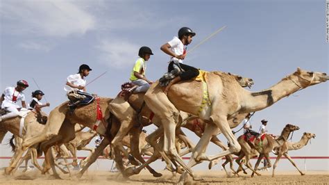 A small group of them. Camel racing: The multi-million dollar industry mixing ...