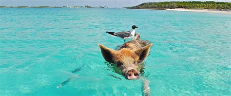 Gem hotel kalliste på dine lister. Ook op dit eiland kun je zwemmen met varkens!