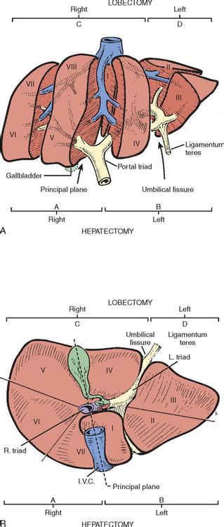 Liver Resection Abdominal Key