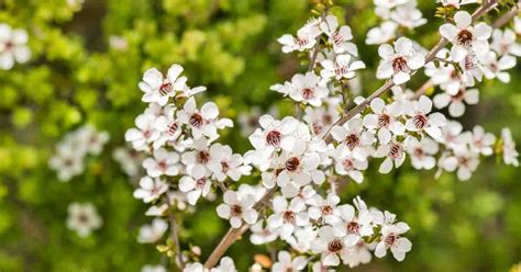 8 to 11 (find your zone) water requirement: Leptospermum Scoparium: Plant Care Tips For The New ...