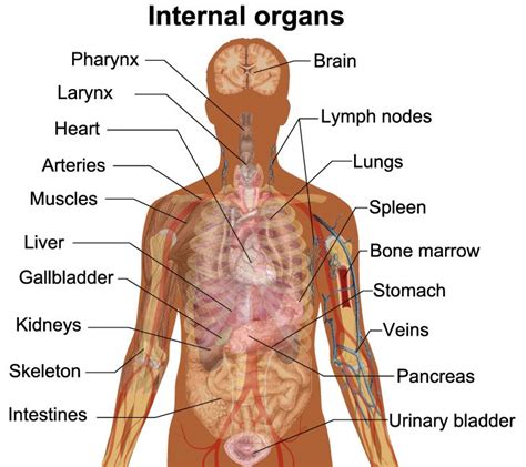 Diagram Of Internal Organs Exatin Info