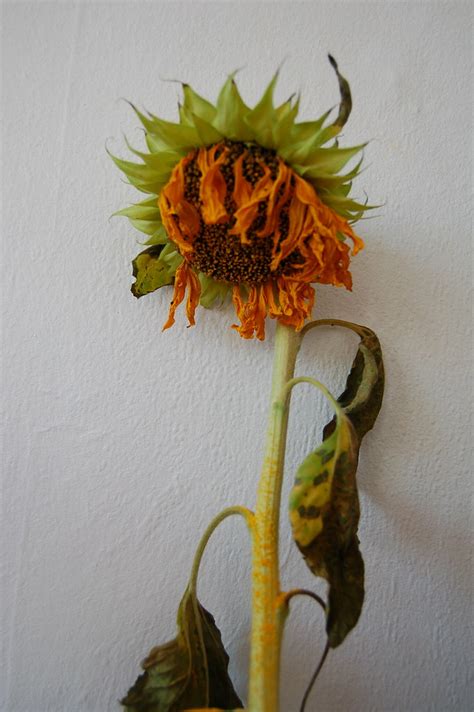 Dying Sunflower Andy Wright Flickr