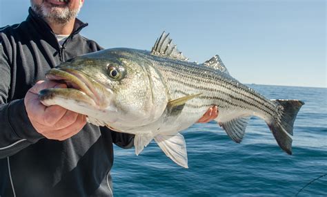 Massachusetts Adds Tuesdays To Commercial Striper Fishing On The Water