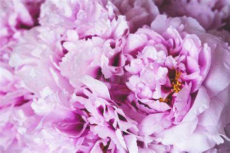 Beautiful Bouquet Of Fresh Pink Peony Flowers In Full Bloom Stock Image