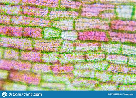 Under a light microscope you would probably only. Plant Cell Under The Microscope View Stock Photo - Image ...