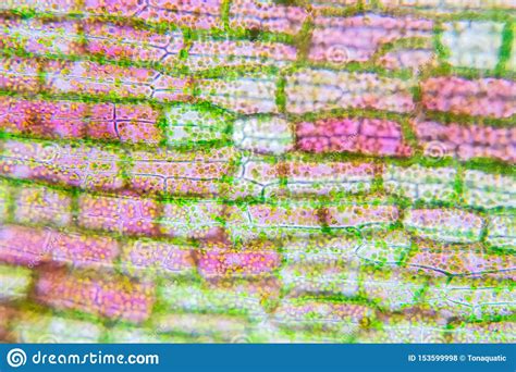 Observe the onion skin under low power of the microscope and then under high power. Plant Cell Under The Microscope View Stock Photo - Image ...