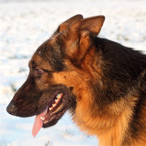 Why Do German Shepherds Put Their Ears Back German Shepherd Dog Hq