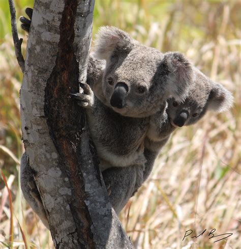 So Cute Its Very Rare To See Koala Movement During