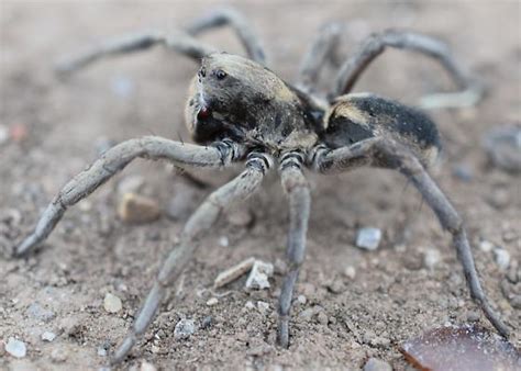 Burrowing Wolf Spider Geolycosa Bugguidenet