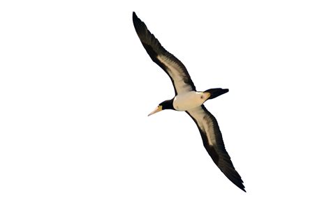 Bird Flying Png Image For Free Download