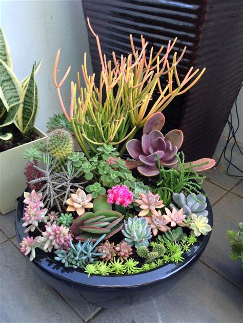 192 Best Colorful Succulents And Cactus Images On Pinterest