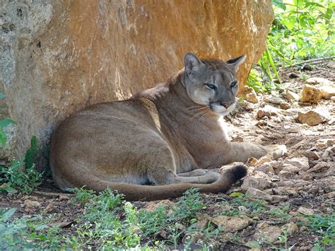 Cougar Puma Concolor Zoochat