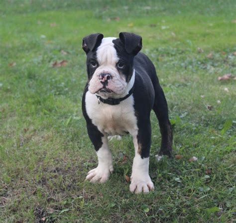 Old English Bulldog Puppies For Sale Minneapolis Mn 242521