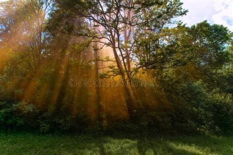 Sunlight Beams Pierces Through The Foliage Forest Nature Trees Stock