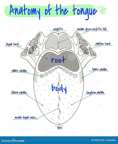 Anatomy Of The Human Tongue Stock Vector Illustration Of Drawing 390