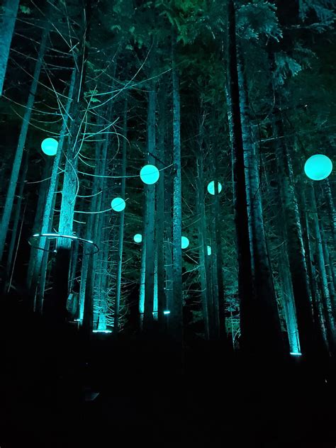 Mystical Forest Magical Forest Mysterious Night Whistler Night Walk