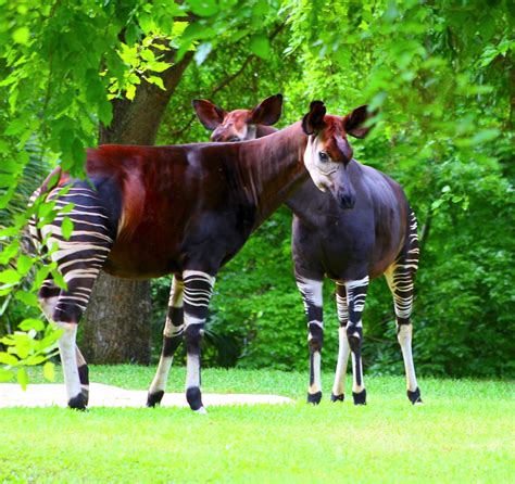 Okapi Snsh