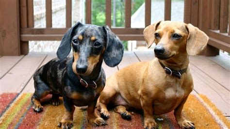 Full Size Dachshund Vs Mini Dachshund 4 Remarkable Differences